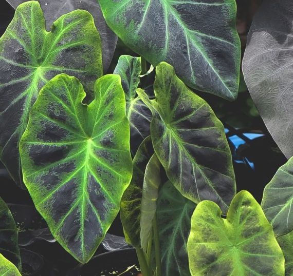 Colocasia Illustris Anglia Bulb Company