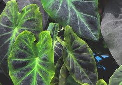 Colocasia Illustris