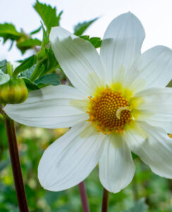 Dahlia Sneezy