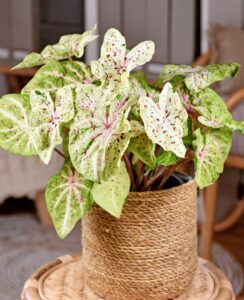 Caladium Miss Muffet