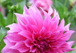 Dahlia Cafe Au Lait Rose