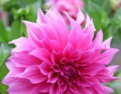 Dahlia Cafe au Lait Rose