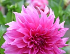 Dahlia Cafe Au Lait Rose