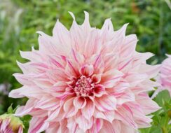 Dahlia Cafe au Lait Twist