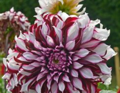 Dahlia Tartan