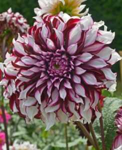 Dahlia Tartan