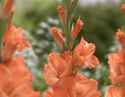 Gladioli Prince Of Orange