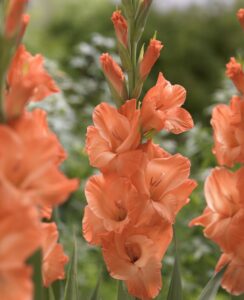Gladioli Prince of Orange