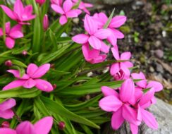 Rhodohypoxis ‘Paula’