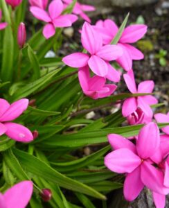 Rhodohypoxis ‘Paula’
