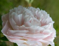 Paeonia – Peony Mother’s Choice