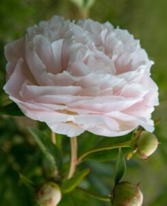 Paeonia – Peony Mother’s Choice