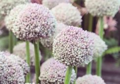 Allium Ping Pong