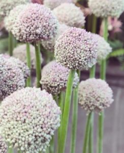 Allium Ping Pong