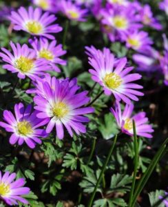 Anemone Blanda Charmer