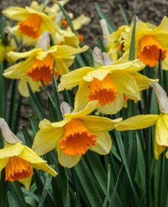 Narcissus Fortissimo