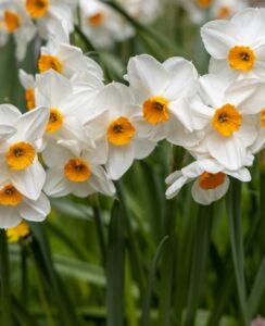 Narcissus Geranium