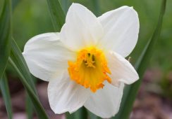 Narcissus Sempre Avanti