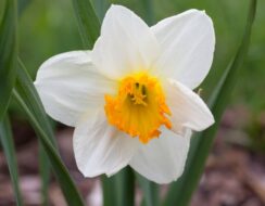 Narcissus Sempre Avanti