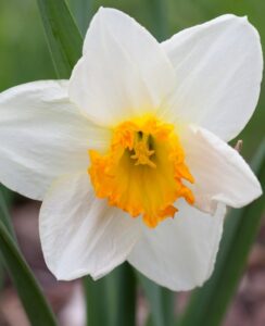 Narcissus Sempre Avanti