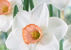 Narcissus Sophie Girl