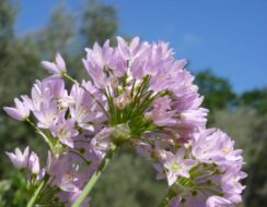 Allium Roseum