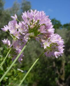 Allium Roseum