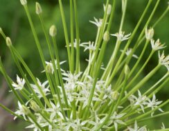 Allium Schubertii Artic Snow