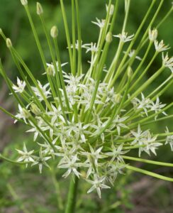 Allium Schubertii Artic Snow