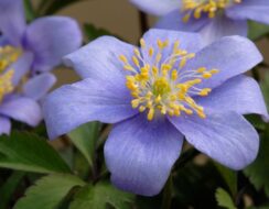 Anemone Nemorosa  Royal Blue