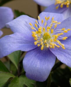 Anemone Nemorosa  Royal Blue
