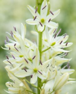 Camassia Silk River
