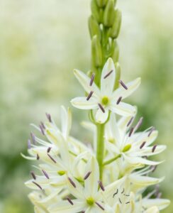 Camassia Silk River