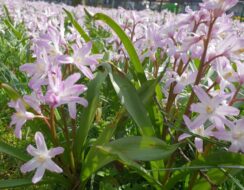 Chionodoxa Rose Queen