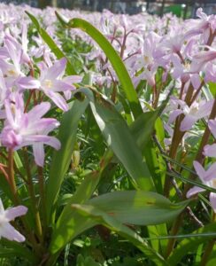Chionodoxa Rose Queen