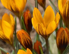 Crocus Orange Monarch