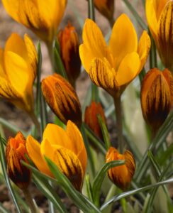 Crocus Orange Monarch