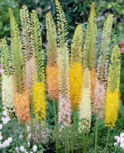 Eremurus Ruiter Hybrid Mix