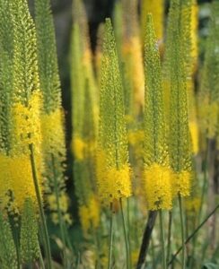 Eremurus Tap Dance