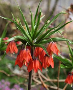 Fritillaria Red Beauty