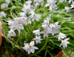 Ipheion Alberto Castillo