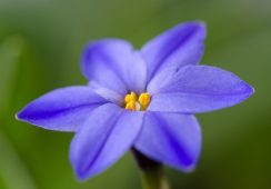 Ipheion Jessie