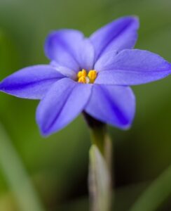 Ipheion Jessie