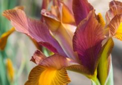 Iris Lion King