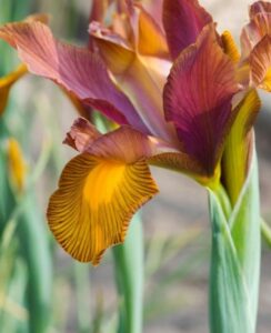 Iris Lion King