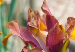 Iris Hollandica Lion King
