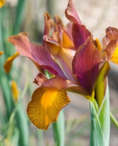 Iris Hollandica Lion King