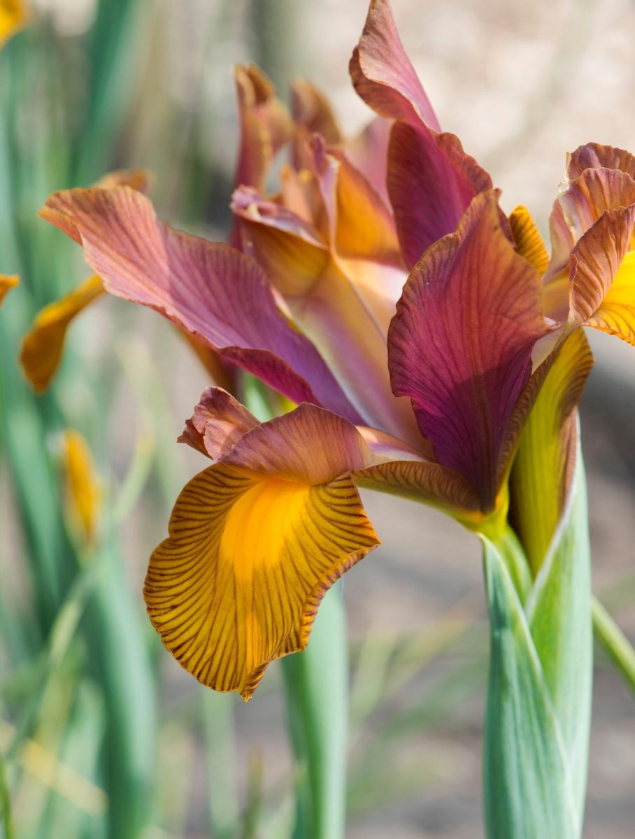 Iris Hollandica Lion King Iris Hollandica Lion King