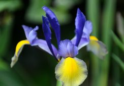 Iris Miss Saigon