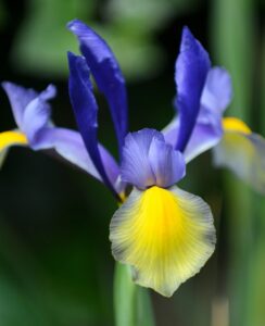 Iris Miss Saigon